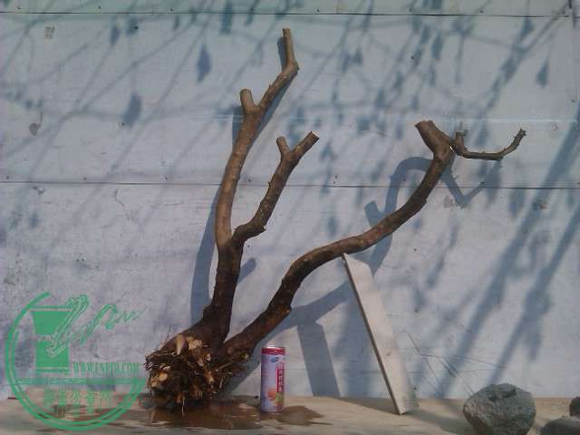 IMAG0420.jpg