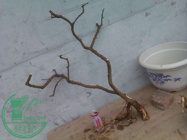 IMAG0402.jpg