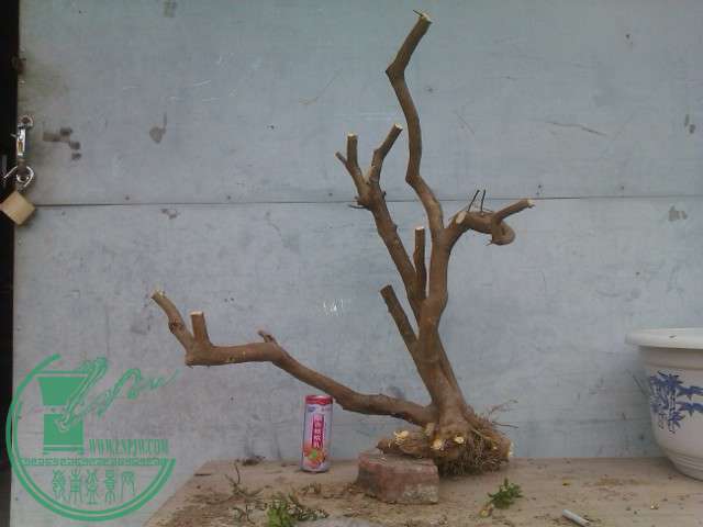 IMAG0405.jpg