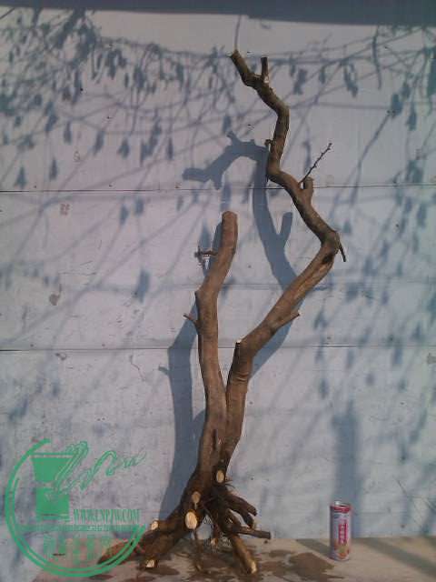 IMAG0419.jpg