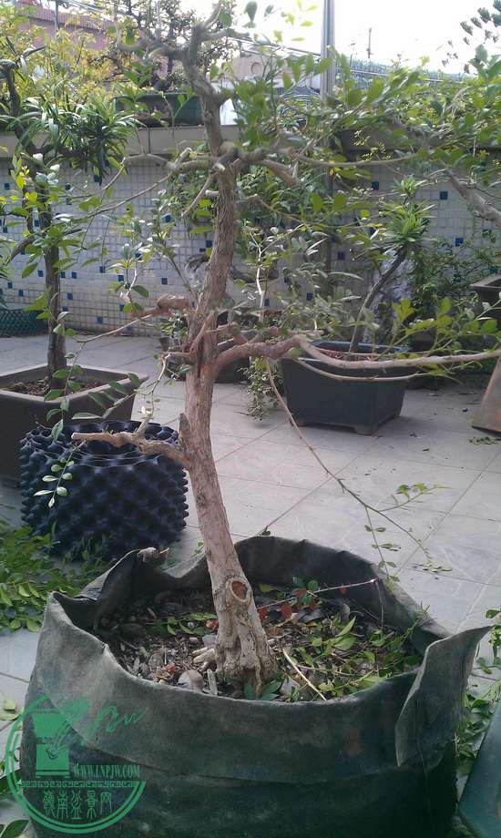 IMAG0088.jpg