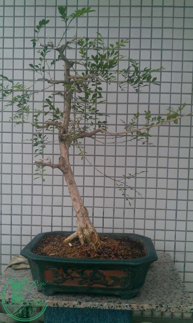 IMAG0096.jpg