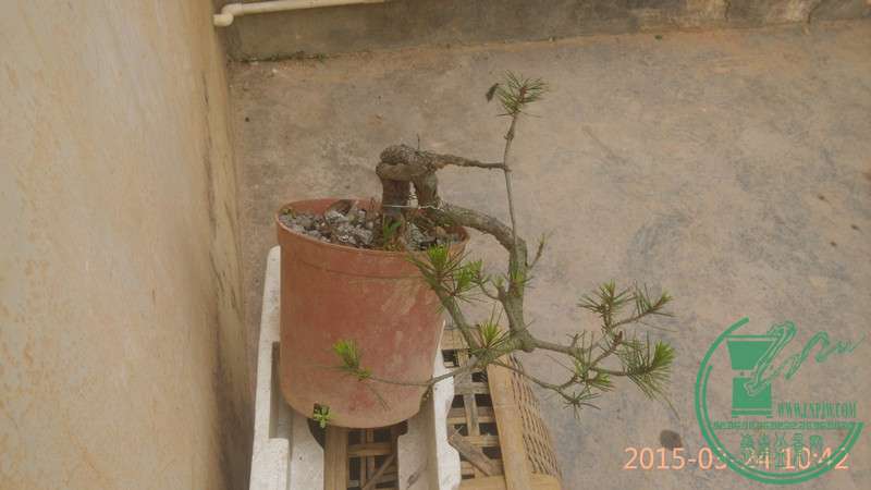 IMG_20150324_104216_.jpg