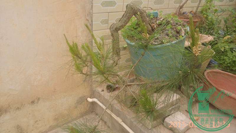 IMG_20150324_103931_.jpg