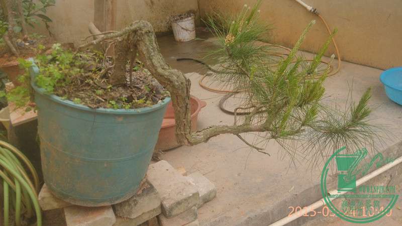 IMG_20150324_104024_.jpg