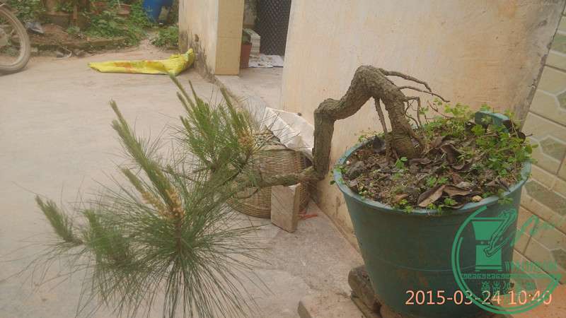 IMG_20150324_104043_.jpg