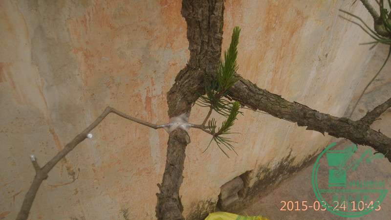 IMG_20150324_104356_.jpg