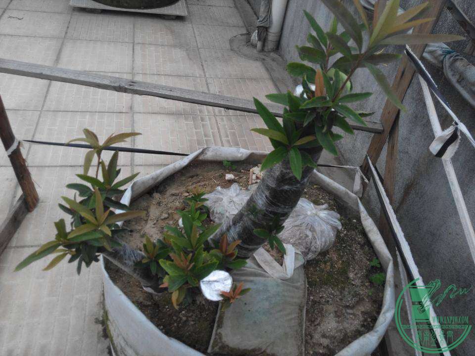 rps20150324_174328.jpg