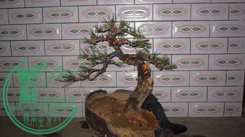 IMG_8292_.jpg