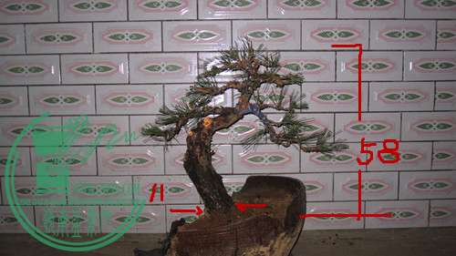 IMG_8294_.jpg