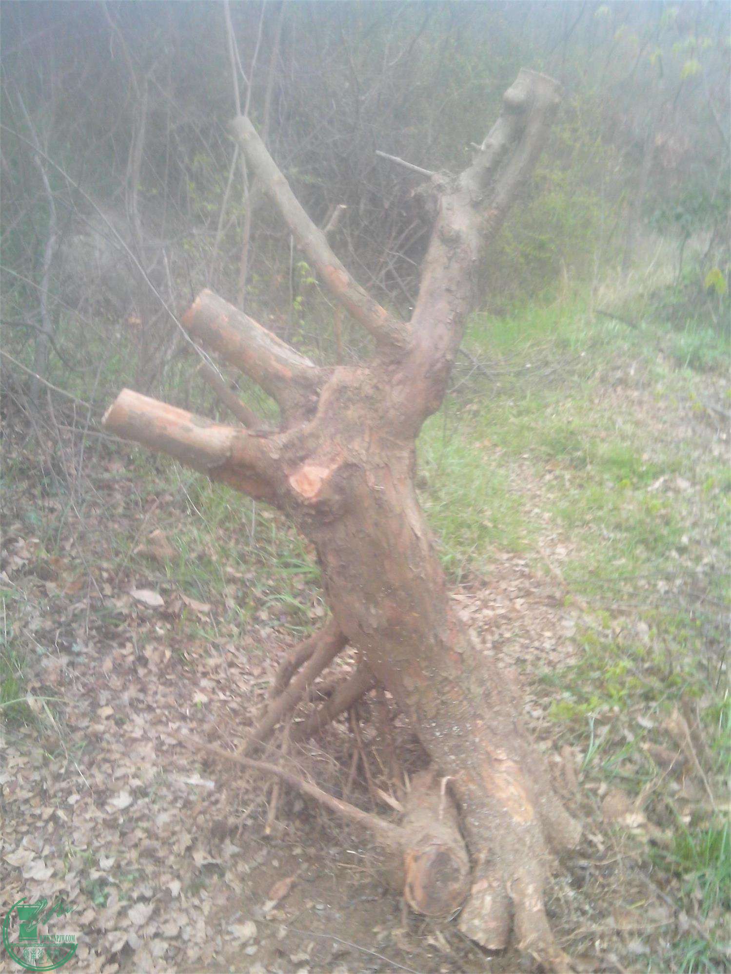 IMG20150326004.jpg