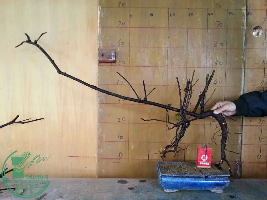 psb (9).jpg