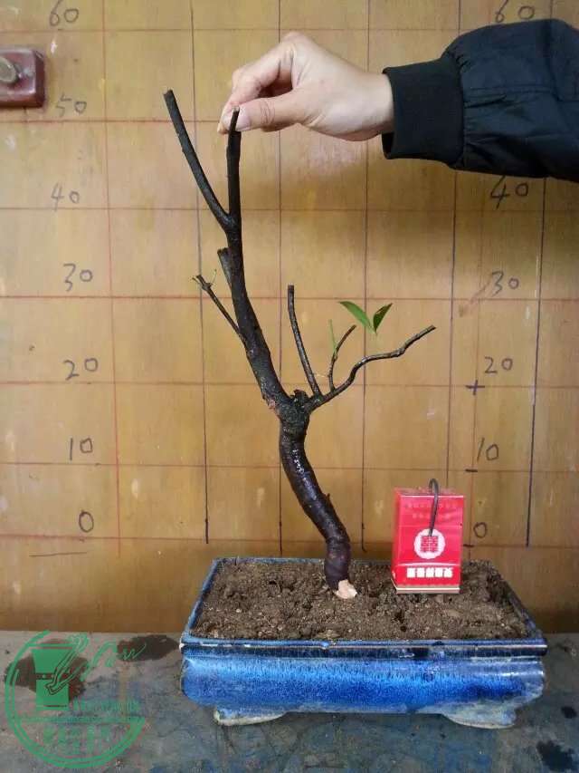 psb (2).jpg