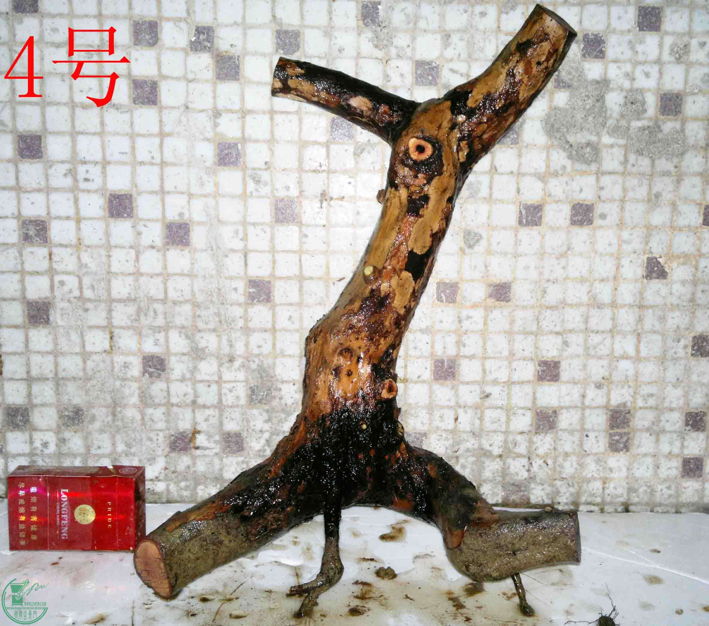 201503264162.jpg