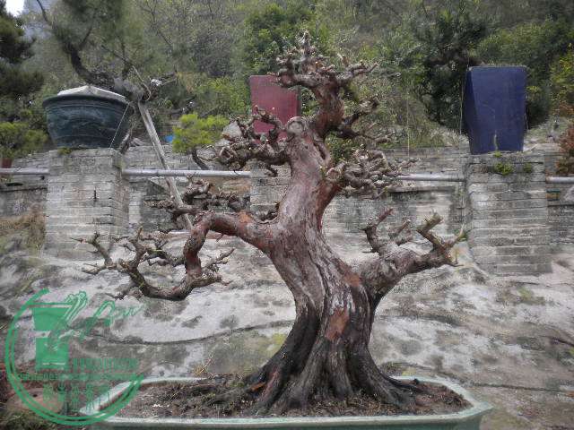 DSCN7789.JPG