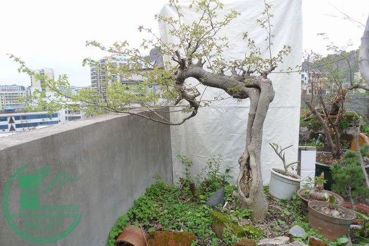 С P1250973.JPG