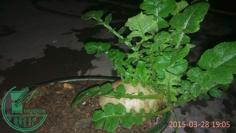 IMG_20150328_190519_.jpg