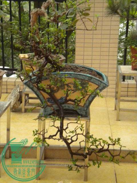 DSCN7914.JPG