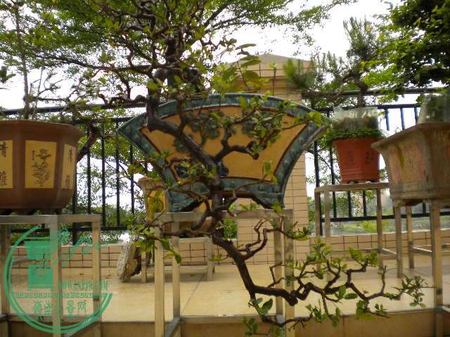 DSCN7912.JPG