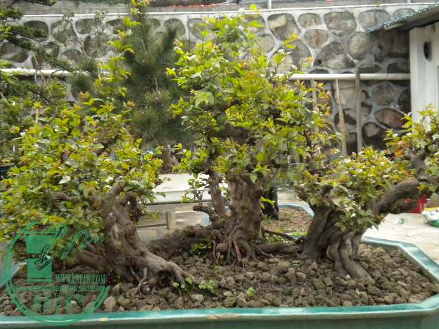 DSCN8003.JPG