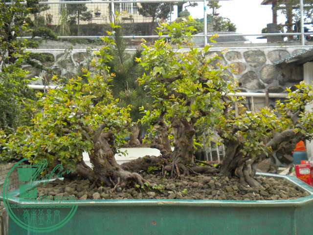 DSCN8002.JPG