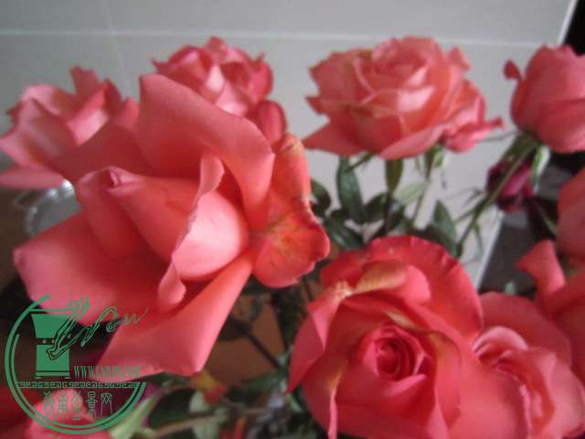 IMG_8200.JPG