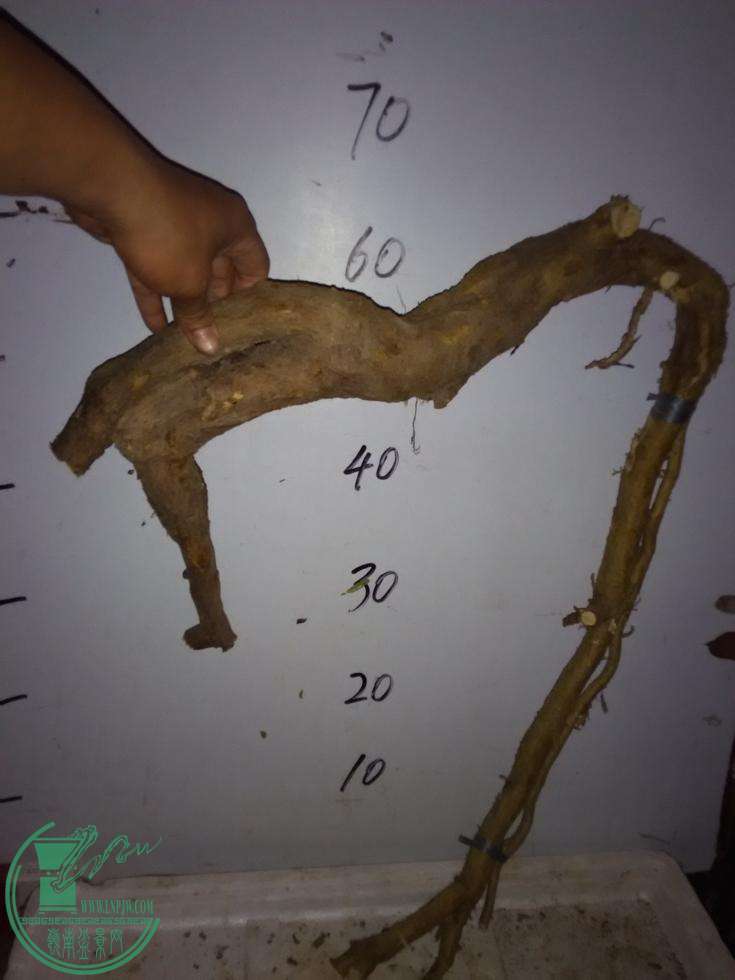 21.jpg