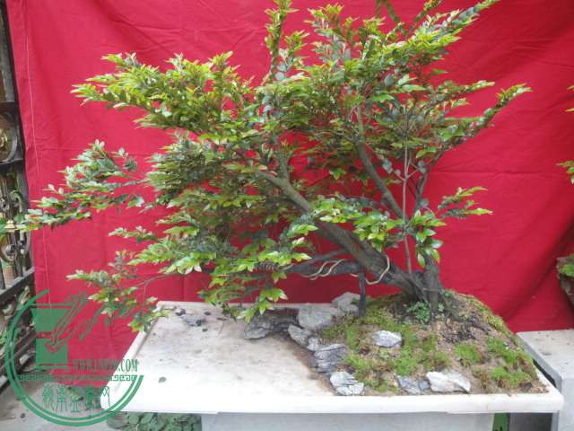 DSC06303.JPG