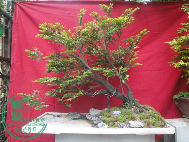 DSC06305.JPG