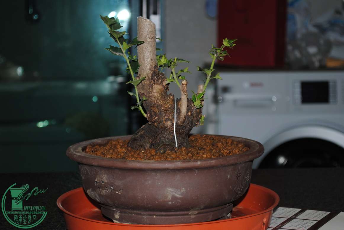 DSC_0071.jpg