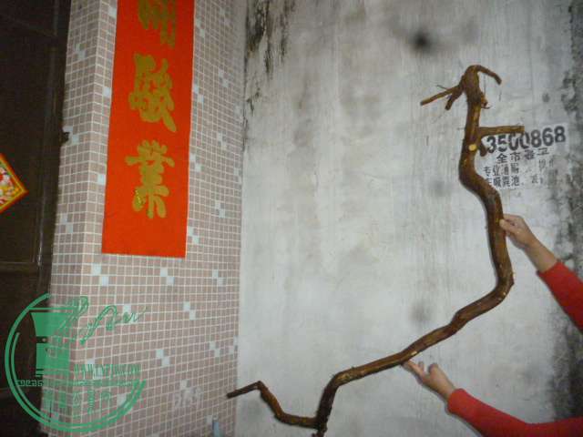 P1130524.JPG