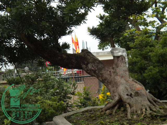 DSCN8038.JPG