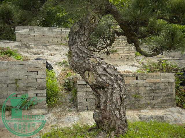DSCN7974.JPG