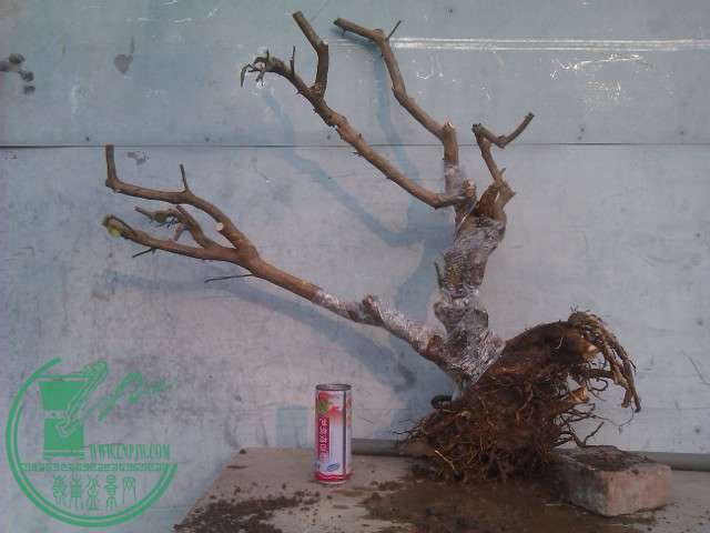 IMAG0387.jpg