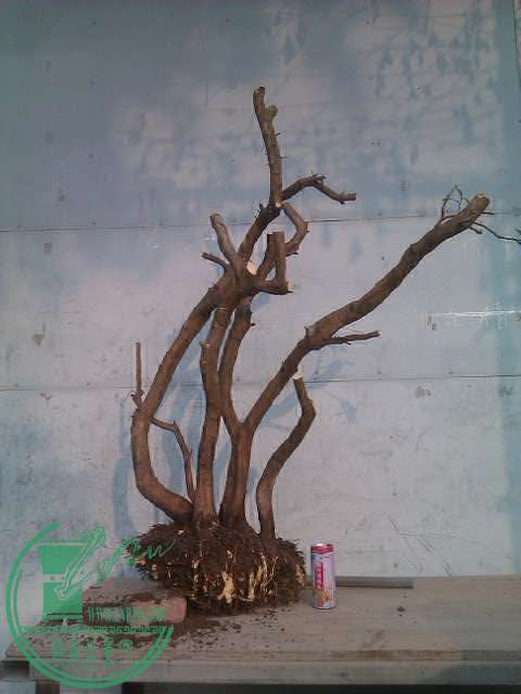 IMAG0386.jpg