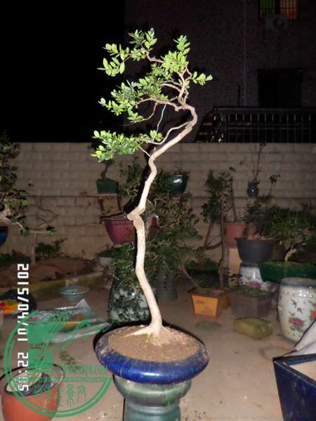 SAM_3419_.jpg