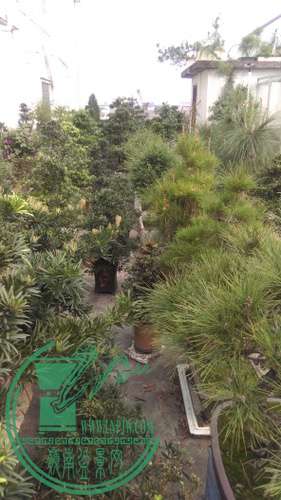 IMAG0215.jpg