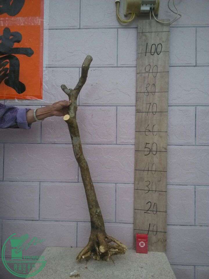 Cache_4c9ad8df0310c384.jpg