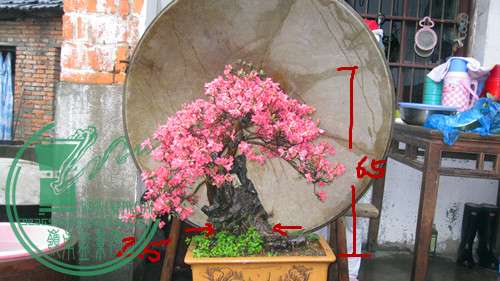 IMG_8425_.jpg