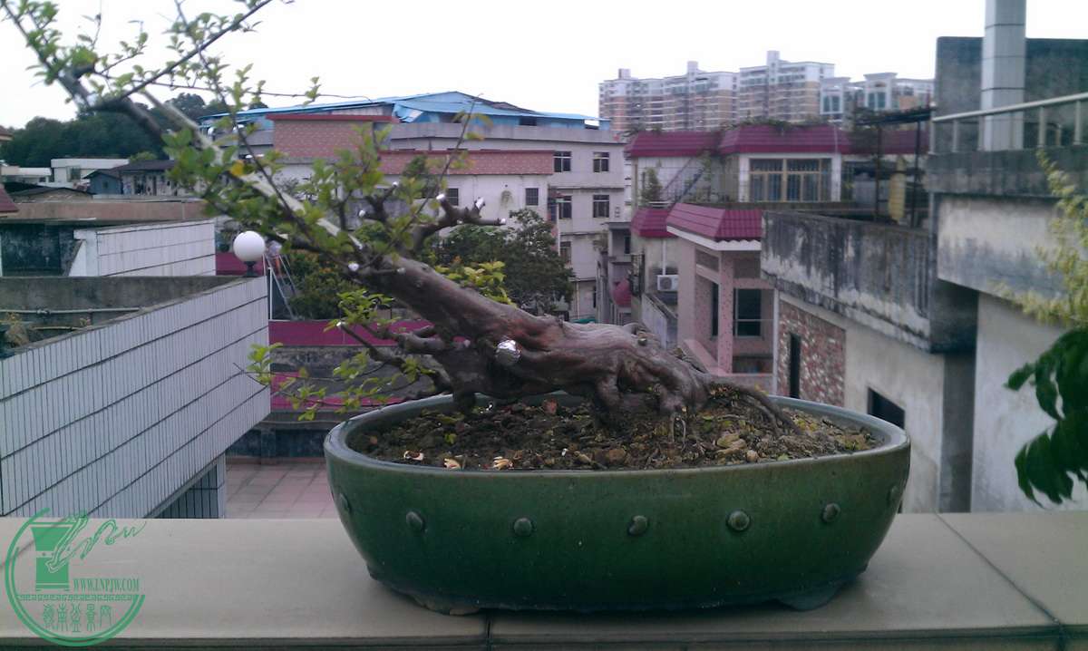 IMAG0131.jpg