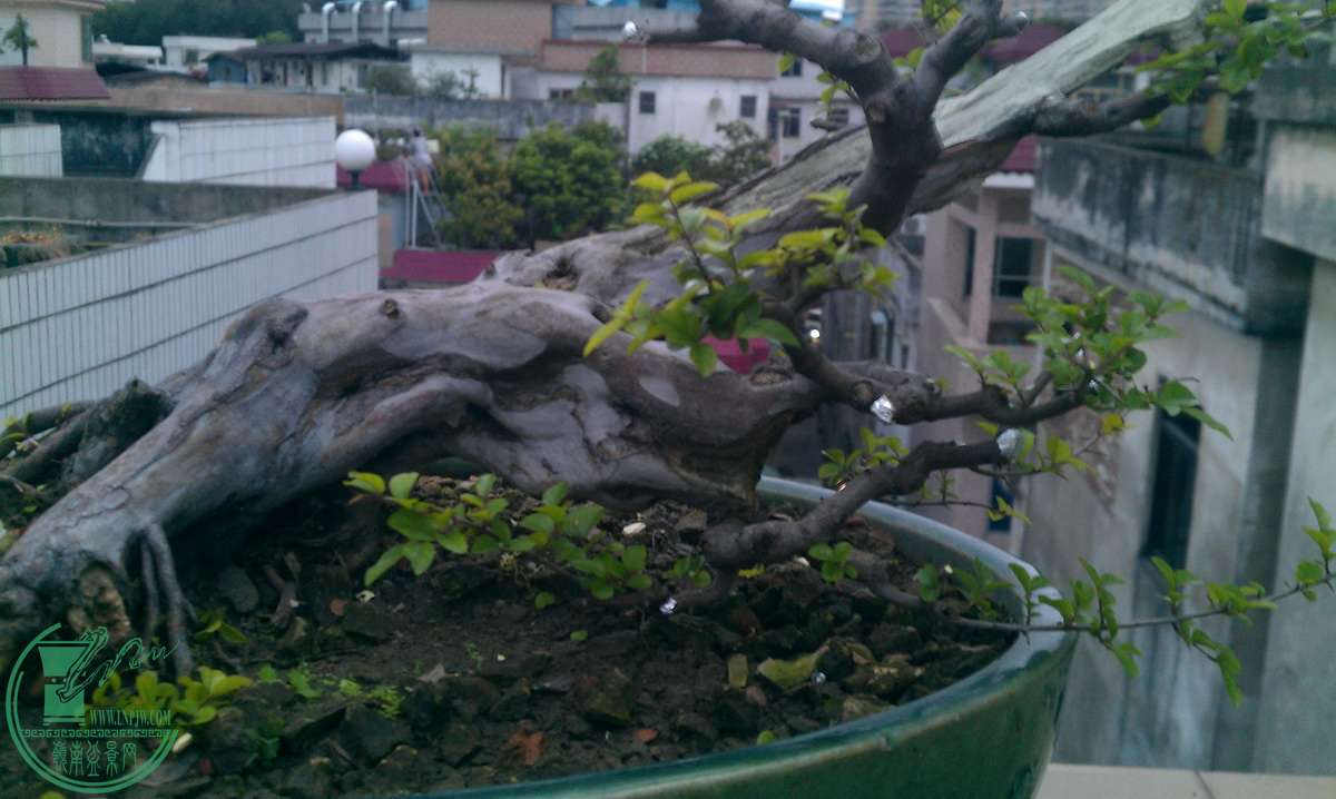 IMAG0387.jpg
