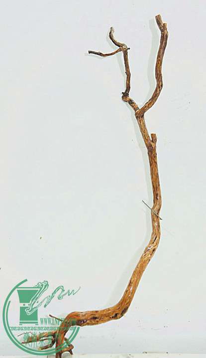 DSC00202_.jpg