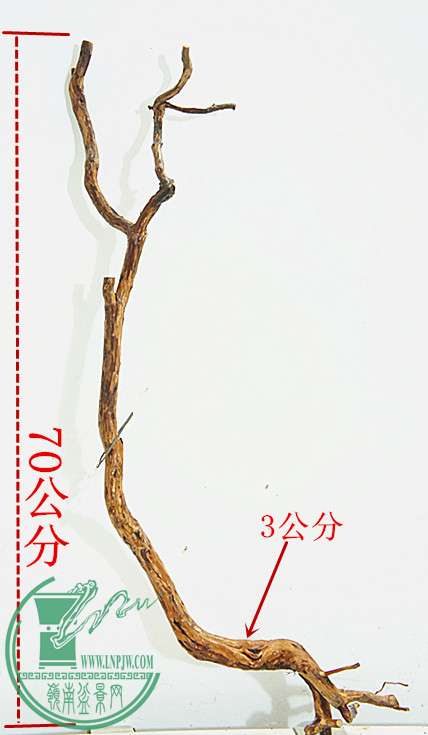 DSC00206_2.jpg