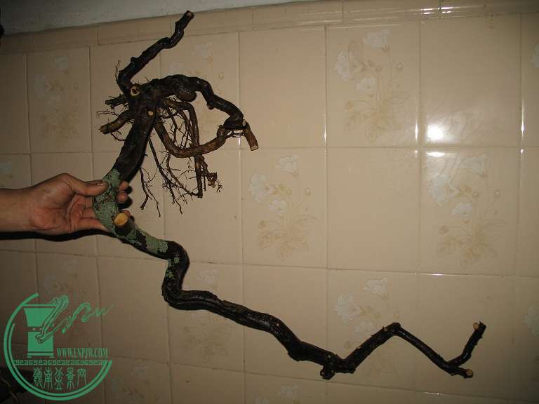 004.JPG
