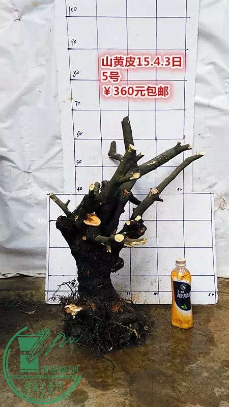 psb (10).jpg