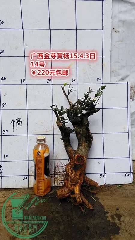 psb (41).jpg