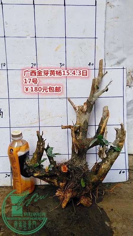 psb (45).jpg