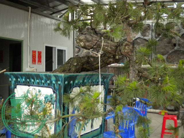 DSCN7993.JPG