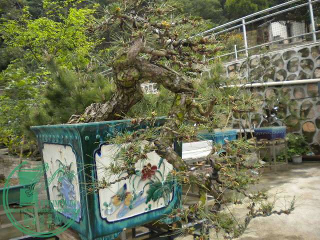 DSCN7989.JPG