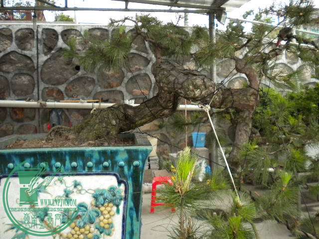 DSCN7992.JPG